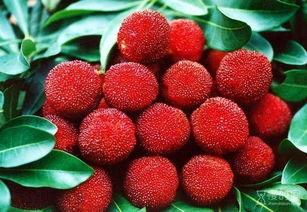 杨梅深圳最新爆料,揭秘深圳杨梅产业的崛起与挑战